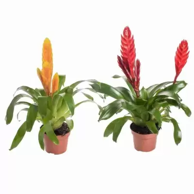 Вриезия Эвита