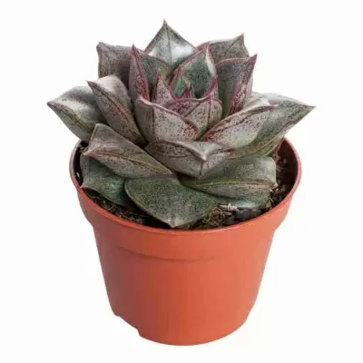 Эхеверия Пурпузорум