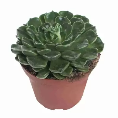 Эхеверия Грин