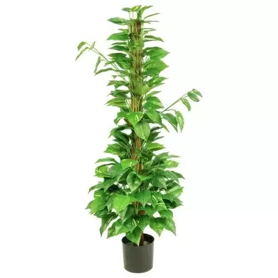 Эпипремнум искусственный