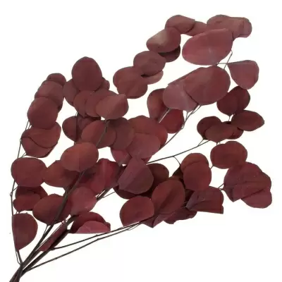 Эвкалипт стабилизированный