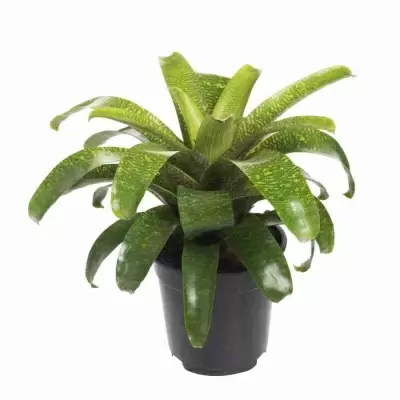 Вриезия Фостера Сайделиана