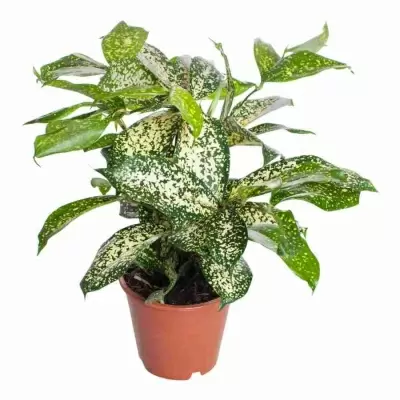 Драцена суркулоза Годсевиана