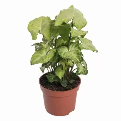 Сингониум Баттерфляй