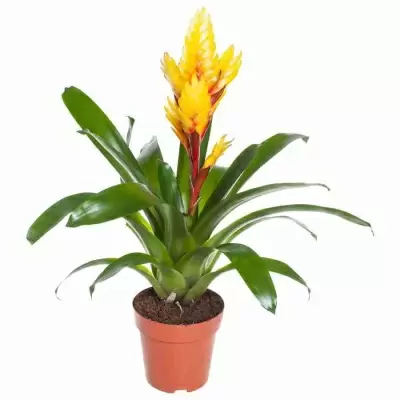 Вриезия Эвита