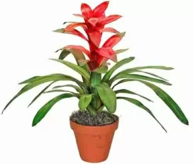 Гузмания Темпо