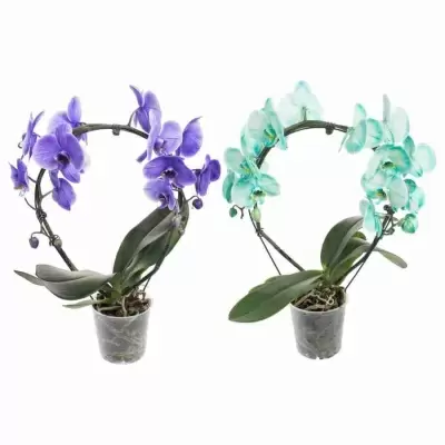 Фаленопсис королевский Мейк Ап обод голубой Фаленопсис королевский Мейк Ап обод голубой