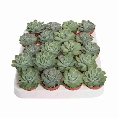 Эхеверия Сагита