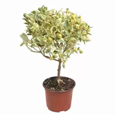 Цитрус Апельсин Вариегата штамб