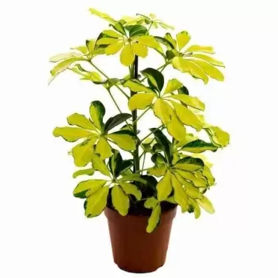 Шеффлера Мелани