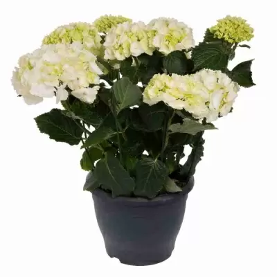 Гортензия Madame Emile Mouilliere Гортензия Madame Emile Mouilliere