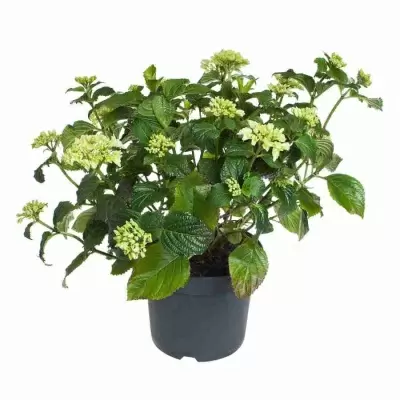 Гортензия Шнибол Гортензия Шнибол