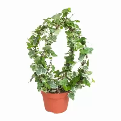 Хедера хеликс Вариегата двойной обод