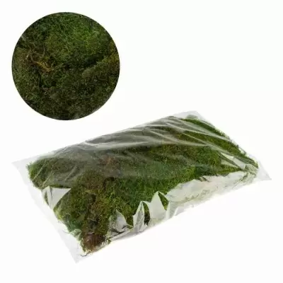 Мох лесной плоский  Мох лесной плоский