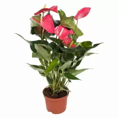 Антуриум андрианум Майн