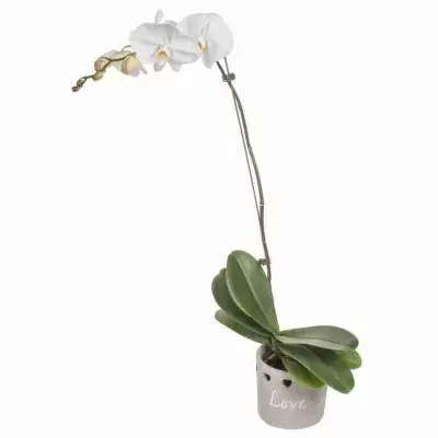 Фаленопсис  Белый 