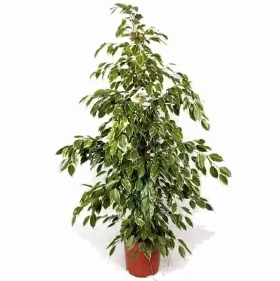 Гузмания Фрея 