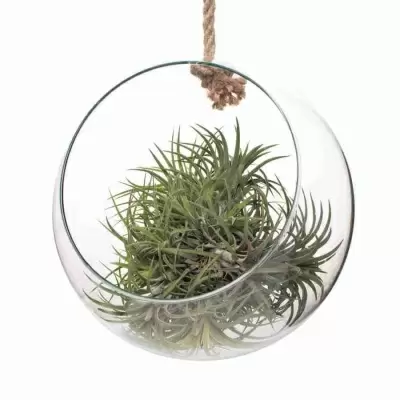 Тилландсия атмосферная Ионанта в стеклянном шаре