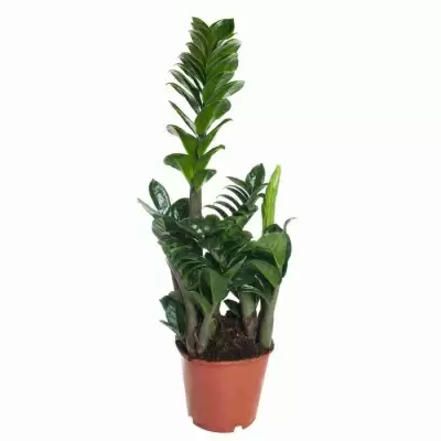 Замиокулькас Зенси