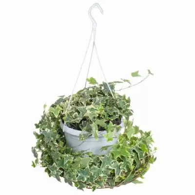 Хедера хеликс Голд Чайлд Хедера хеликс Голд Чайлд