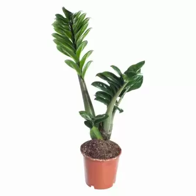 Замиокулькас Супер Нова