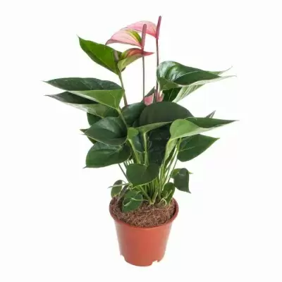 Антуриум андрианум Даймонд вишневый