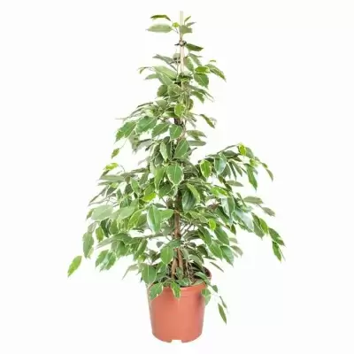 Фикус бенджамина Голден Кинг