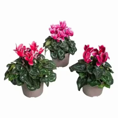 Цикламен Фантазия 