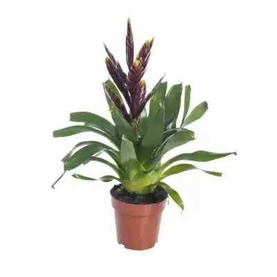 Вриезия Вог