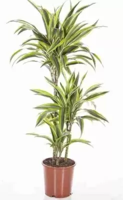 Драцена фрагранс Лемон Лайм 2 ствола