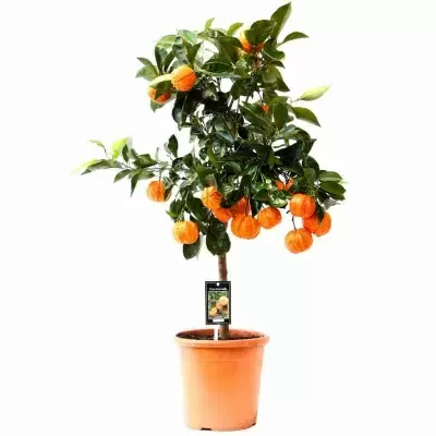 Цитрус Каналикулата