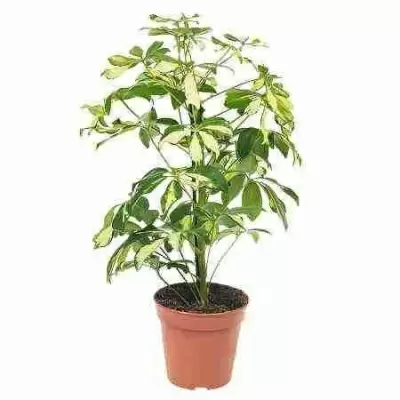 Шеффлера Герда