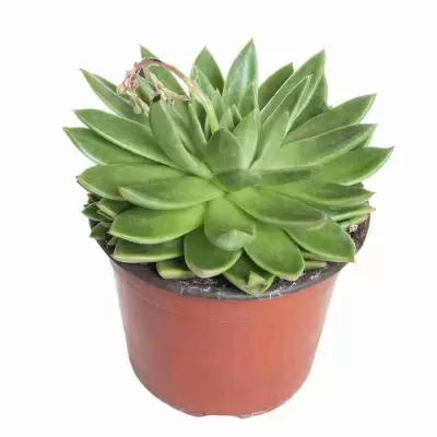 Эхеверия Агавоидес