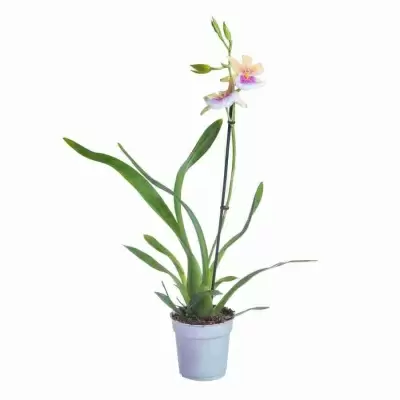 Мильтония Сансет 1 ст