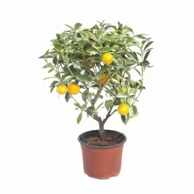 Цитрус Каламондин Вариегата