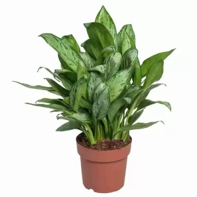 Аглаонема Кей Лайм