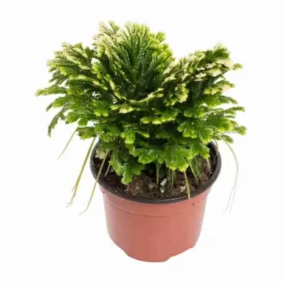 Селагинелла Эмина  Селагинелла Эмина