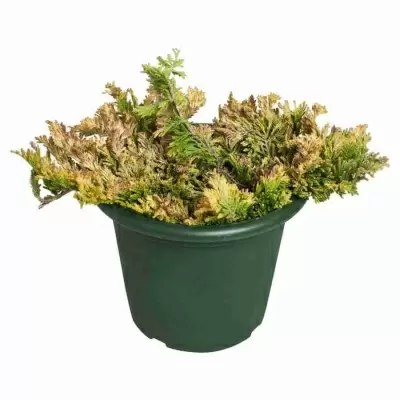 Можжевельник обыкновенный Голд Шатц