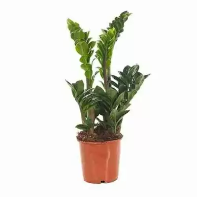 Замиокулькас Зенси