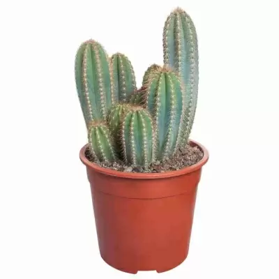 Пилоцереус лазурный