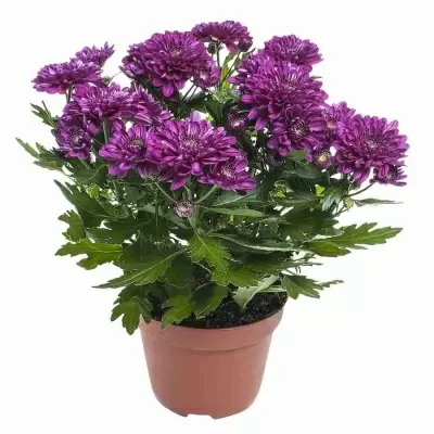 Хризантема махровая пурпурная