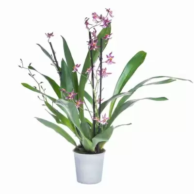 Онцидиум Майк 3 ст