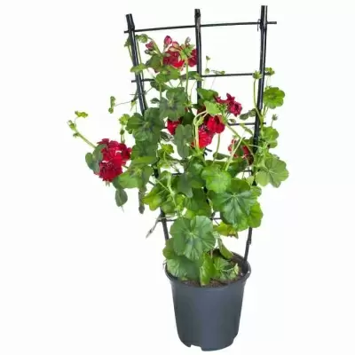 Пеларгония зональная Красная на решетке