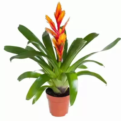 Вриезия Интенсо оранжевая