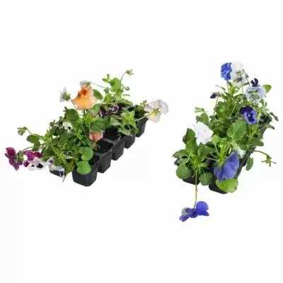 Виола голубая