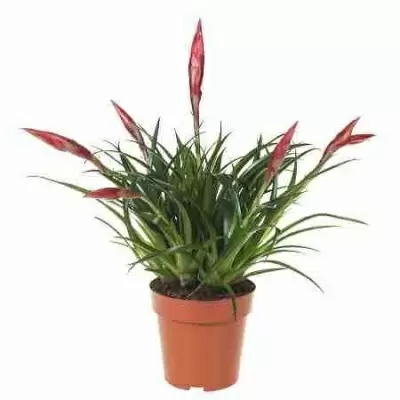 Вриезия Астрид