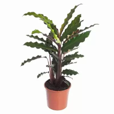 Калатея руфибарба Вейвстар