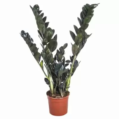 Замиокулькас Равен