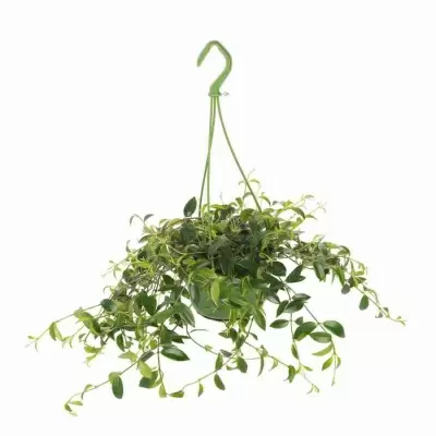 Эсхинантус Прекрасный Эсхинантус Прекрасный