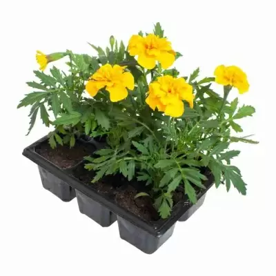 Тагетес желтый